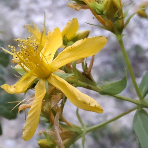 Photographie n°3259700 du taxon Hypericum perforatum L. [1753]