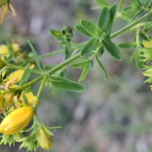 Photographie n°3259701 du taxon Hypericum perforatum L. [1753]