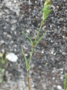 Patrick Ressayre, le 26 avril 2025 (Vaulx-en-Velin)