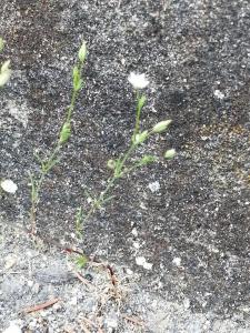 Patrick Ressayre, le 26 avril 2025 (Vaulx-en-Velin)