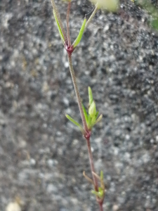 Patrick Ressayre, le 26 avril 2025 (Vaulx-en-Velin)