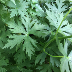Aconitum lycoctonum L. [1753] [nn543] par Michel Gaubert le 25/06/2025 - Saint-Igny-de-Vers