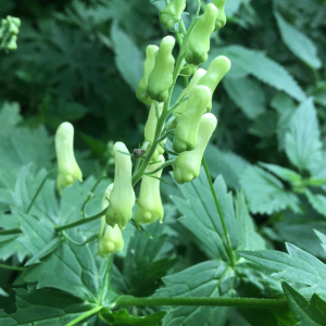 Aconitum lycoctonum L. [1753] [nn543] par Michel Gaubert le 25/06/2025 - Saint-Igny-de-Vers