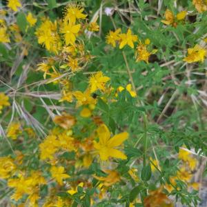 Photographie n°3262644 du taxon Hypericum perforatum L. [1753]