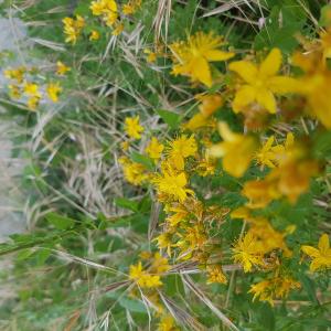 Photographie n°3262645 du taxon Hypericum perforatum L. [1753]
