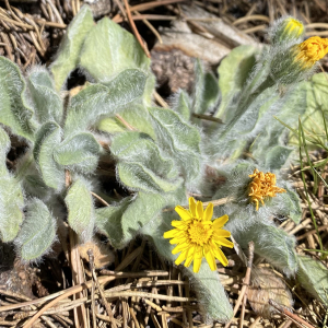  - Hieracium mixtum Froel.