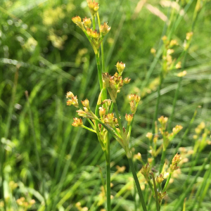 Photographie n°3264020 du taxon Juncus acutiflorus Ehrh. ex Hoffm. [1791]