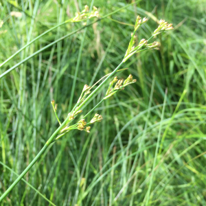 Photographie n°3264021 du taxon Juncus acutiflorus Ehrh. ex Hoffm. [1791]