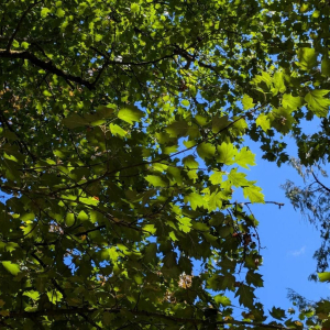 Photographie n°3265015 du taxon Torminalis glaberrima