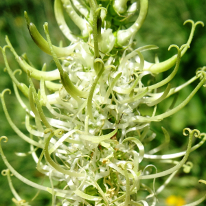 Photographie n°3267868 du taxon Phyteuma spicatum L. [1753]