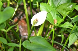 Jean-Claude Lincker, le  8 juin 2025 (Éguelshardt)