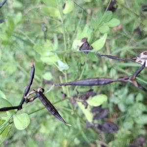 Photographie n°3272369 du taxon Lathyrus niger (L.) Bernh. [1800]