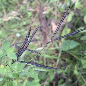 Photographie n°3272370 du taxon Lathyrus niger (L.) Bernh. [1800]