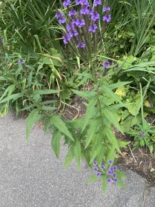 Liliane Roubaudi, le 15 juillet 2025