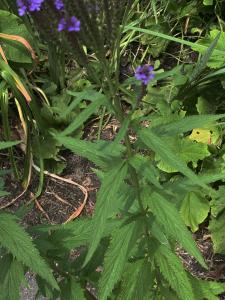 Liliane Roubaudi, le 15 juillet 2025