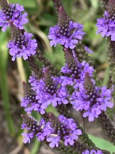 Liliane Roubaudi, le 15 juillet 2025