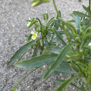  - Viola sp