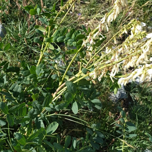 Hedysarum brigantiacum