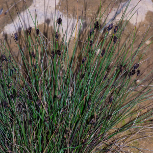 Photographie n°3279608 du taxon Schoenus nigricans L. [1753]