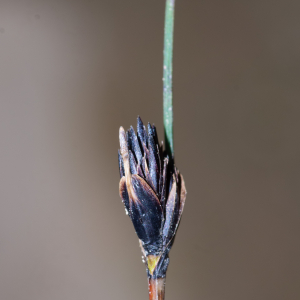 Photographie n°3279609 du taxon Schoenus nigricans L. [1753]
