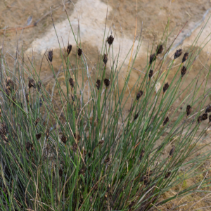 Photographie n°3279610 du taxon Schoenus nigricans L. [1753]