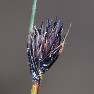 Photographie n°3279611 du taxon Schoenus nigricans L. [1753]