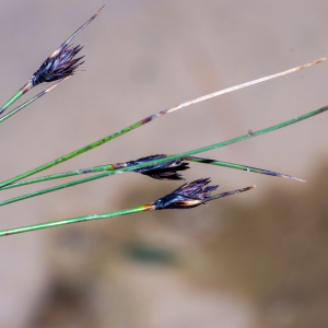 Photographie n°3279612 du taxon Schoenus nigricans L. [1753]
