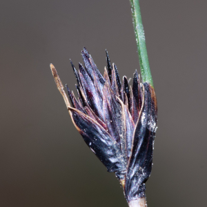 Photographie n°3279613 du taxon Schoenus nigricans L. [1753]