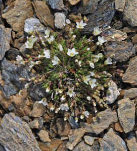 JeanLoupBenoit, le 20 juillet 2025 (Bonneval-sur-Arc)