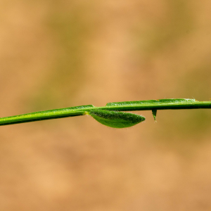 Photographie n°3280220 du taxon Genista sagittalis L. [1753]