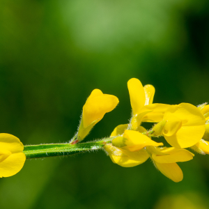 Photographie n°3280221 du taxon Genista sagittalis L. [1753]