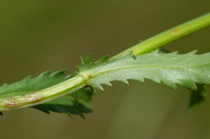 Jean-Jacques Houdré, le 26 mai 2025 (Virigneux (Neyrieux))