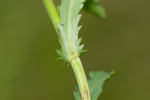 Jean-Jacques Houdré, le 26 mai 2025 (Virigneux (Neyrieux))