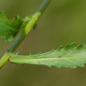  - Leucanthemum ircutianum DC. [1838]
