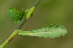 Jean-Jacques Houdré, le 26 mai 2025 (Virigneux (Neyrieux))