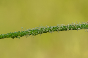 Jean-Jacques Houdré, le 12 juin 2025 (Pralong (Pic de Griot))