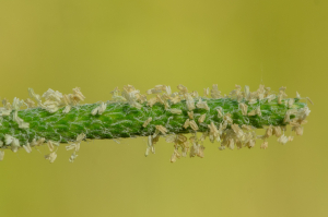 Jean-Jacques Houdré, le 12 juin 2025 (Pralong (Pic de Griot))