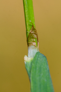 Jean-Jacques Houdré, le 12 juin 2025 (Pralong (Pic de Griot))
