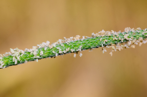 Jean-Jacques Houdré, le 12 juin 2025 (Pralong (Pic de Griot))