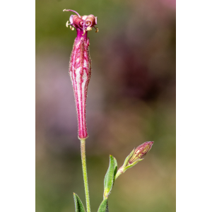 Silene petrarchae Ferrarini & Cecchi (Silène à feuilles de graminée)