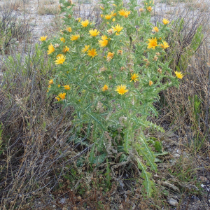 Photographie n°3284748 du taxon Scolymus hispanicus L. [1753]