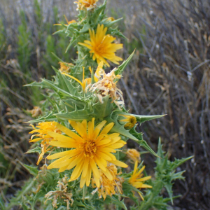 Photographie n°3284749 du taxon Scolymus hispanicus L. [1753]