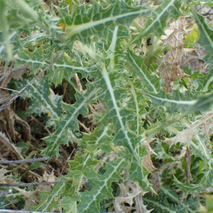 Photographie n°3284750 du taxon Scolymus hispanicus L. [1753]