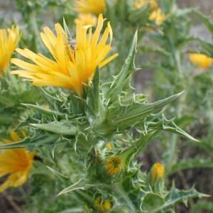 Photographie n°3284751 du taxon Scolymus hispanicus L. [1753]