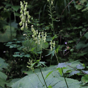Aconitum lycoctonum L. [nn543] par JeanLoupBenoit le 25/07/2025 - Tignes