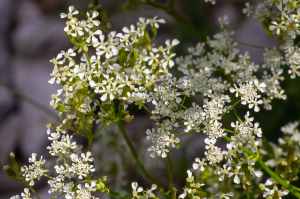 Jean-Jacques Houdré, le  2 juillet 2025 (Beaumont-du-Ventoux)