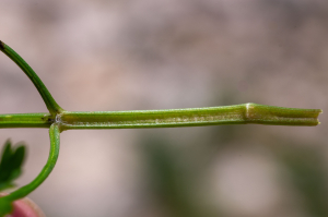 Jean-Jacques Houdré, le  2 juillet 2025 (Beaumont-du-Ventoux)