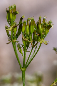 Jean-Jacques Houdré, le  2 juillet 2025 (Beaumont-du-Ventoux)