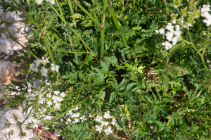 Jean-Jacques Houdré, le  2 juillet 2025 (Beaumont-du-Ventoux)