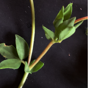 Lotus corniculatus-IMG_1701.JPG